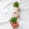 Image sur LOLITE - MIMIPOTS