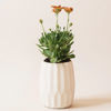 Image sur OPALE - MIMIPOTS